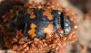 Poecilochirus sp.